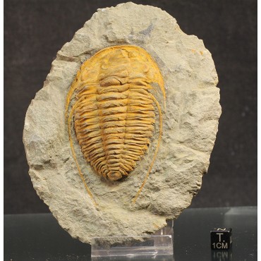 Trilobites Hamatolenus vincenti