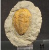 Trilobites Hamatolenus vincenti