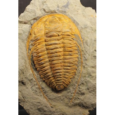 Trilobites Hamatolenus vincenti