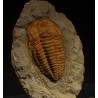 Trilobites Hamatolenus vincenti