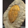 Trilobites Hamatolenus vincenti