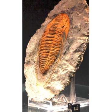 Trilobites Hamatolenus vincenti