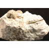 Hemicidaris fosil