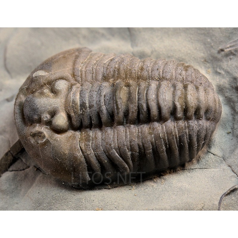 Trilobites flexicalimene