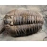 Trilobites flexicalimene