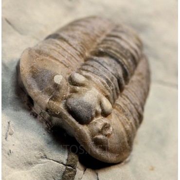 Trilobites flexicalimene