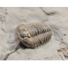 Trilobites flexicalimene