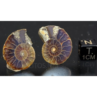 Ammonite cleoniceras