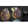 Ammonite cleoniceras