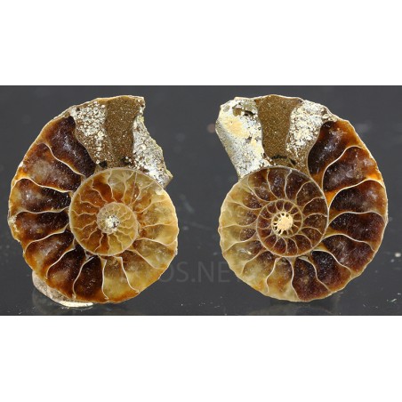 Ammonite cleoniceras