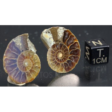 Ammonite cleoniceras