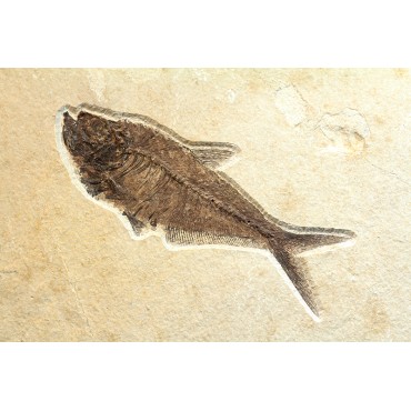 Diplomystus