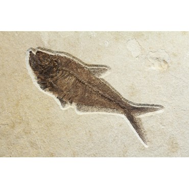 Diplomystus