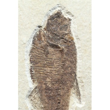 Diplomystus