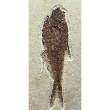 Diplomystus