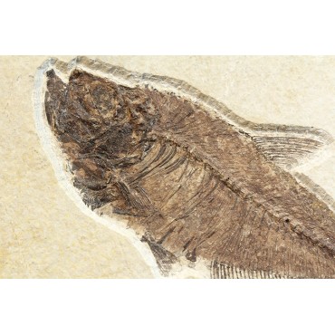 Diplomystus