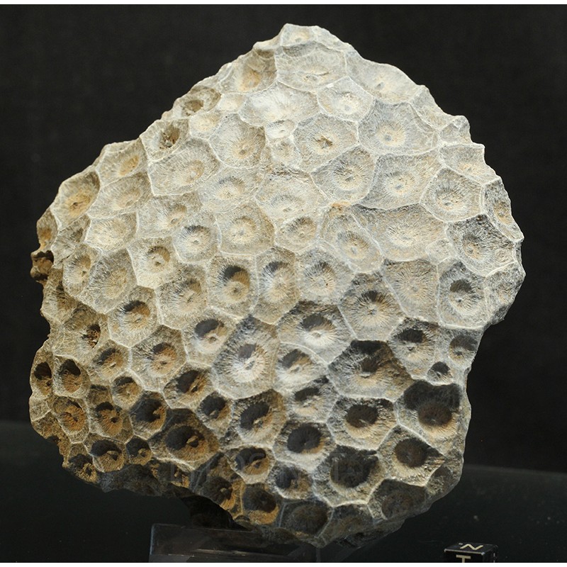 Hexagonaria hexagona