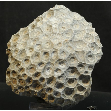 Hexagonaria hexagona