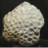 Hexagonaria hexagona