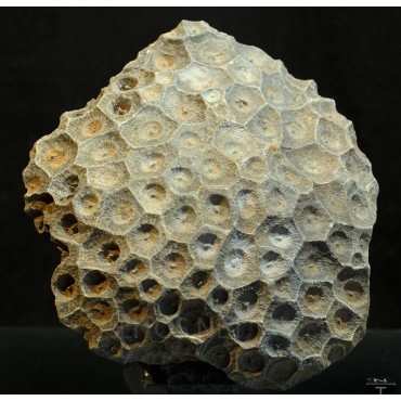 Hexagonaria hexagona