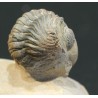 Trilobites Austerops s.p.