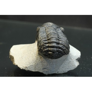 Trilobites Morocops