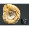 Ammonite perisphinctes