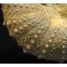 Phymosoma girumnense