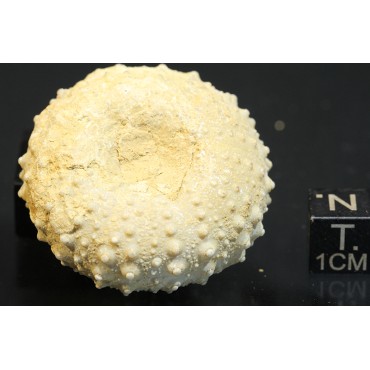 Phymosoma girumnense