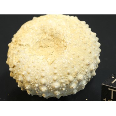 Phymosoma girumnense