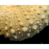 Phymosoma girumnense