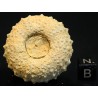 Phymosoma girumnense