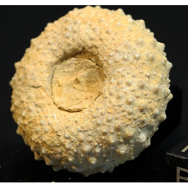 Phymosoma girumnense