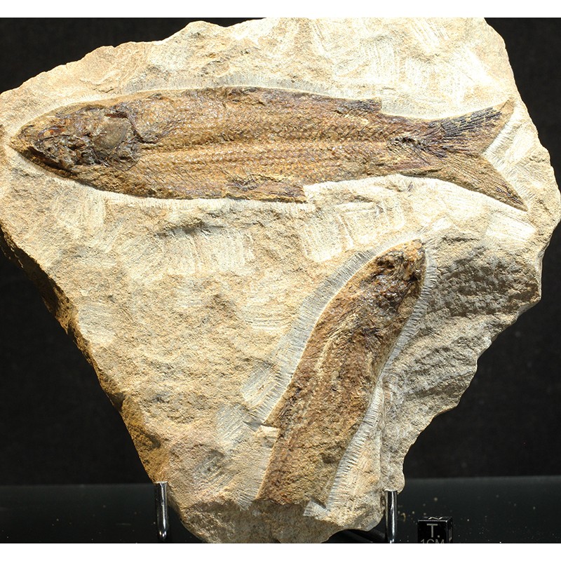 Rhacolepis s.p.