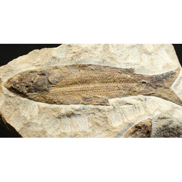 Rhacolepis s.p.