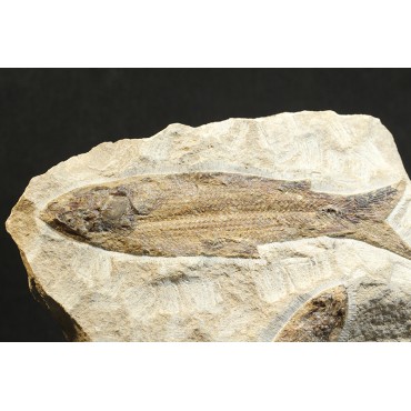 Rhacolepis s.p.