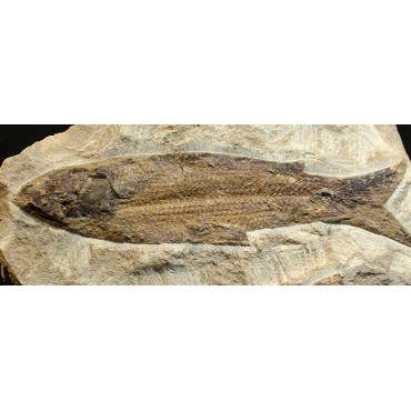 Rhacolepis s.p.