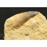 Mosasaurus s.p.