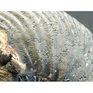 Ammonite quenstedtoceras s.p.