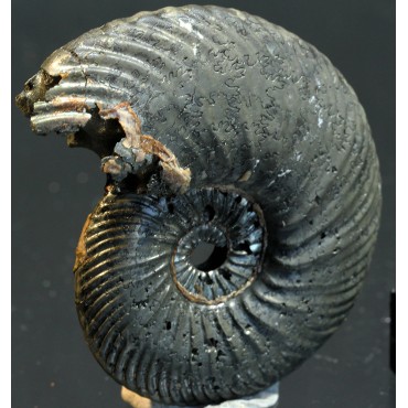 Ammonite quenstedtoceras s.p.