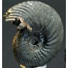 Ammonite quenstedtoceras s.p.