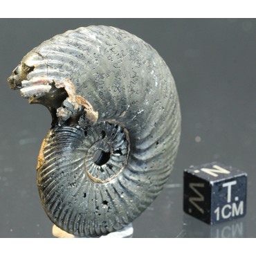 Ammonite quenstedtoceras s.p.