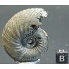 Ammonite quenstedtoceras s.p.