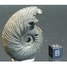 Ammonite quenstedtoceras s.p.