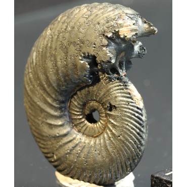 Ammonite quenstedtoceras s.p.