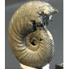 Ammonite quenstedtoceras s.p.