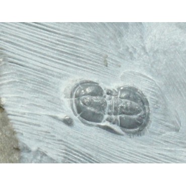 Trilobite peronopsis...