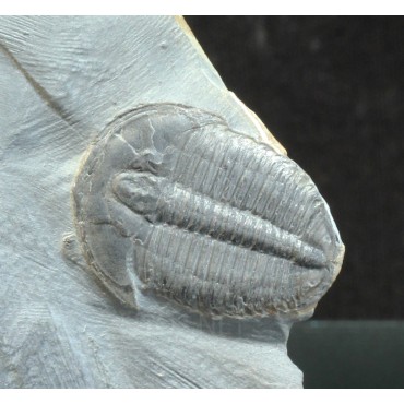 Trilobites elrathia