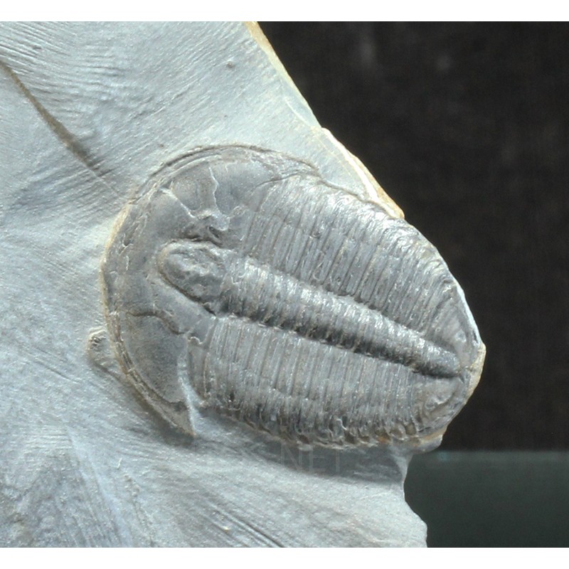 Trilobites elrathia