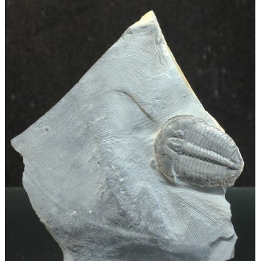 Trilobites elrathia